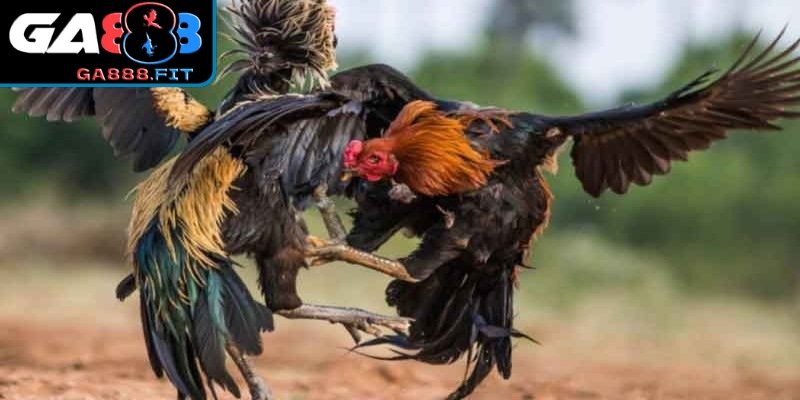 Cách chơi hiệu quả thắng lớn