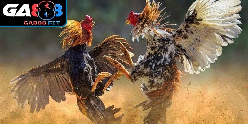 Luật cơ bản cần phải nhớ khi chơi