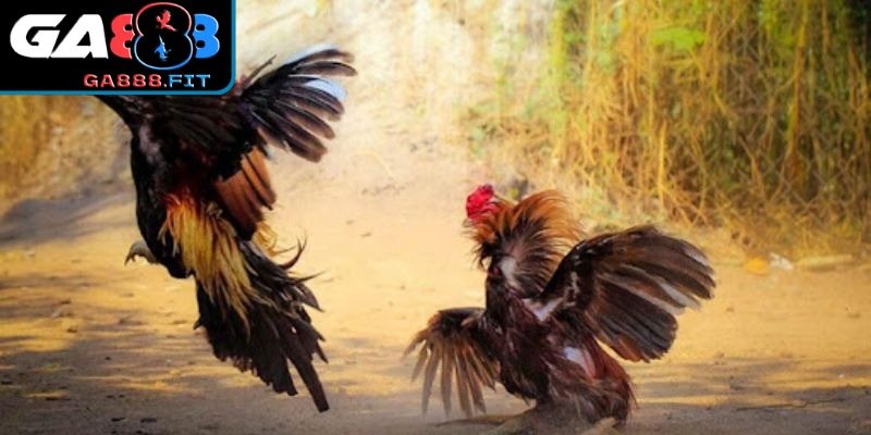 Lý do nhiều người quan tâm hình thức đá gà này