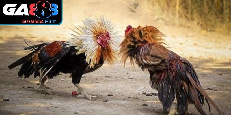 Tổng quát về đá gà Campuchia