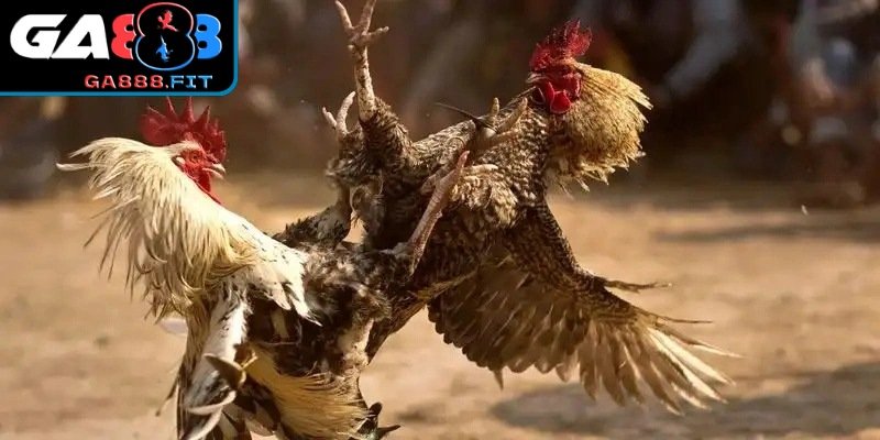 Kinh nghiệm hiệu quả cho người mới