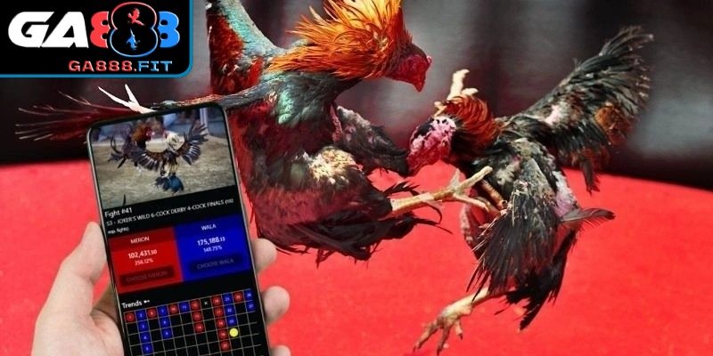 Tìm hiểu về đá gà cực sắt
