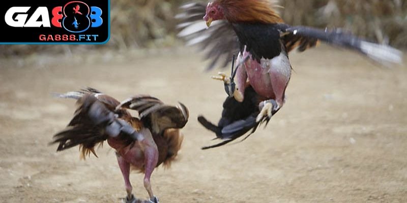 Yêu cầu chiến kê cần phải có thể lực cực kỳ tốt