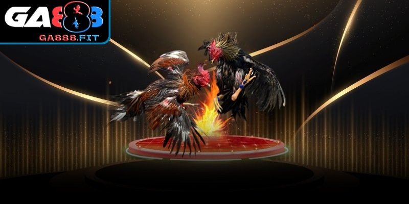 Yếu tố tạo nên sức hút của trận đá gà