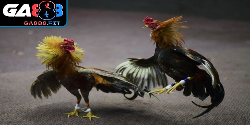 Đa dạng các giống gà khi tham gia trải nghiệm