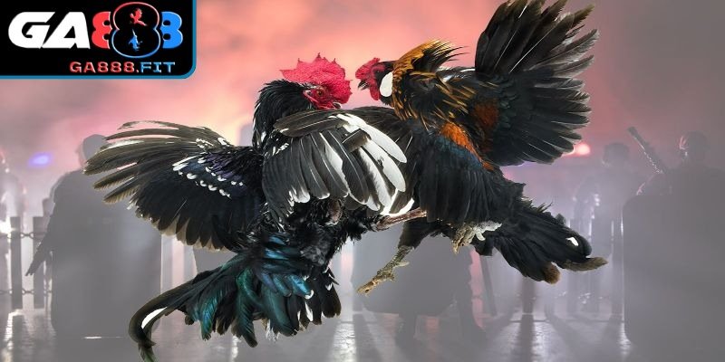 Mẹo chơi thắng lớn cho người mới bắt đầu