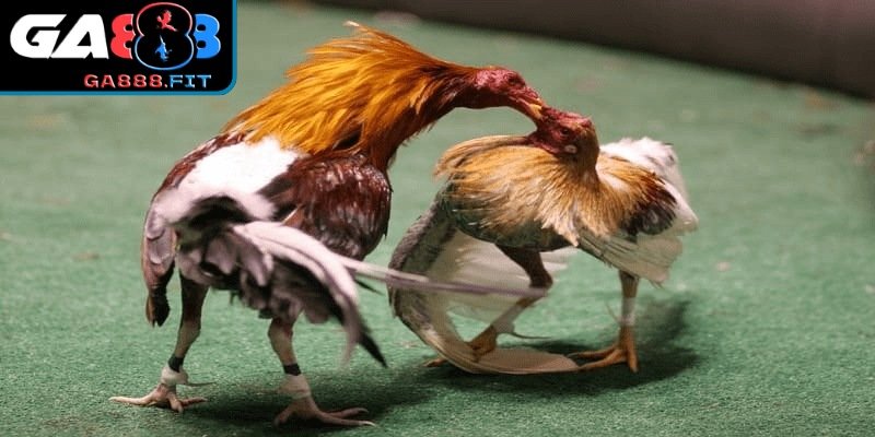 Tìm hiểu khái niệm đá gà hàng xáo