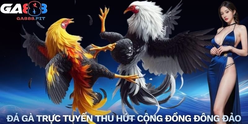 Đá gà trực tuyến thu hút cộng đồng đông đảo
