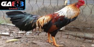 Điểm nổi bật của giống gà này