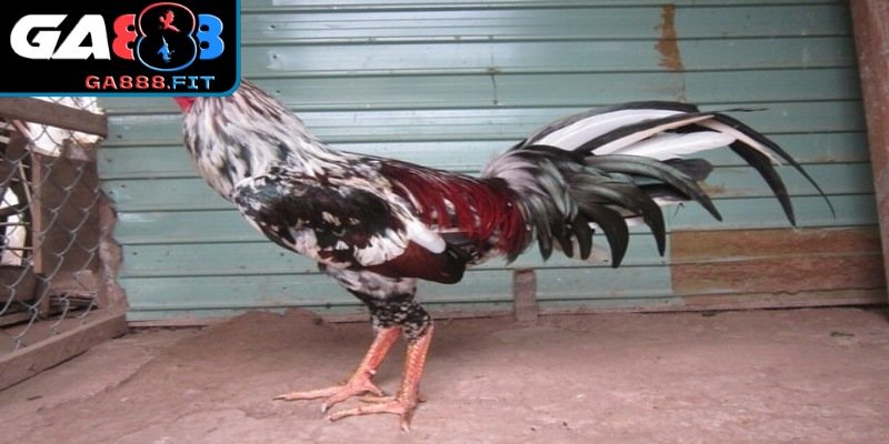 Giới thiệu về gà ngũ sắc