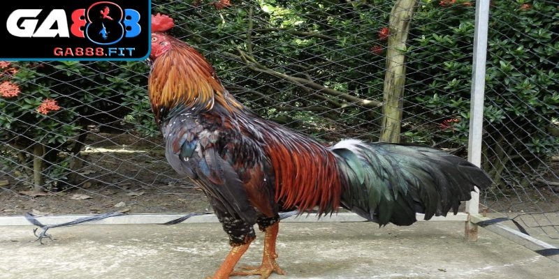 Hướng dẫn cách chăm sóc hiệu quả