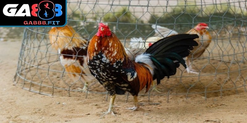 Kinh nghiệm chọn mua uy tín cho người mới